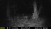 Moultrie Wildkamera Game Spy D-555i